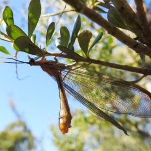 Nymphes myrmeleonoides at Kambah, ACT - 27 Dec 2020