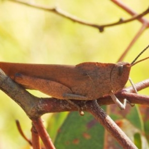 Goniaea australasiae at Kambah, ACT - 27 Dec 2020