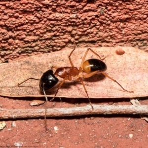 Camponotus consobrinus at Acton, ACT - 27 Dec 2020