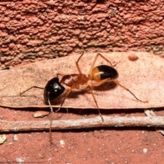 Camponotus consobrinus (Banded sugar ant) at Acton, ACT - 26 Dec 2020 by Roger