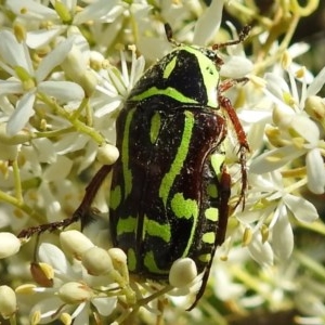 Eupoecila australasiae at Kambah, ACT - 27 Dec 2020