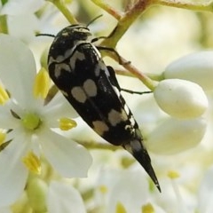 Hoshihananomia leucosticta (Pintail or Tumbling flower beetle) at Bullen Range - 26 Dec 2020 by HelenCross