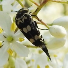 Hoshihananomia leucosticta (Pintail or Tumbling flower beetle) at Kambah, ACT - 27 Dec 2020 by HelenCross