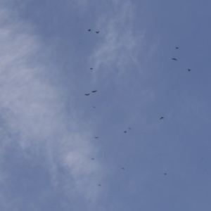 Corvus coronoides at Higgins, ACT - 27 Dec 2020