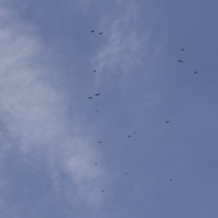 Corvus coronoides (Australian Raven) at Higgins, ACT - 27 Dec 2020 by Alison Milton