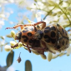 Neorrhina punctata (Spotted flower chafer) at Bullen Range - 26 Dec 2020 by HelenCross