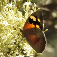 Heteronympha merope (Common Brown Butterfly) at Kambah, ACT - 27 Dec 2020 by HelenCross