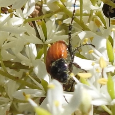 Phyllotocus rufipennis (Nectar scarab) at Kambah, ACT - 27 Dec 2020 by HelenCross