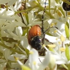 Phyllotocus sp. (genus) (Nectar scarab) at Bullen Range - 26 Dec 2020 by HelenCross