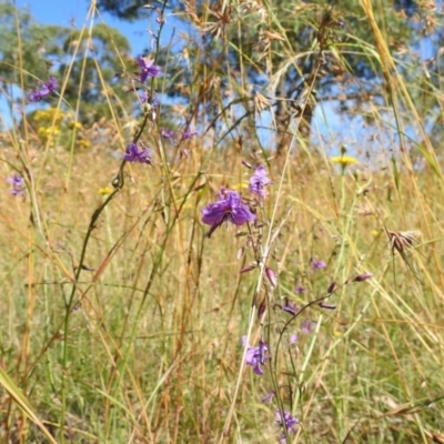 Arthropodium fimbriatum (Nodding Chocolate Lily) at Kambah, ACT - 27 Dec 2020 by HelenCross