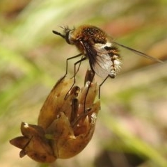 Bombyliidae (family) (Unidentified Bee fly) at Kambah, ACT - 27 Dec 2020 by HelenCross