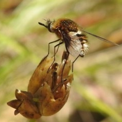 Bombyliidae sp. (family) (Unidentified Bee fly) at Kambah, ACT - 26 Dec 2020 by HelenCross