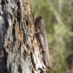 Pardillana limbata (Common Pardillana) at Bullen Range - 26 Dec 2020 by HelenCross