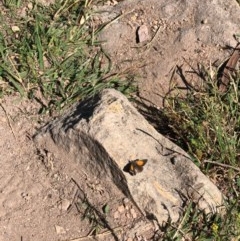 Lucia limbaria (Chequered Copper) at Mount Taylor - 26 Dec 2020 by George