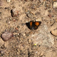 Lucia limbaria (Chequered Copper) at Mount Taylor - 19 Dec 2020 by George