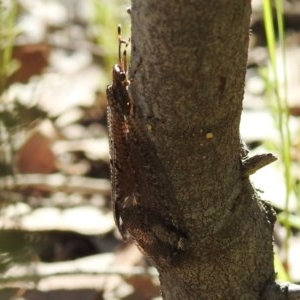 Glenoleon sp. (genus) at Kambah, ACT - 27 Dec 2020 10:34 AM