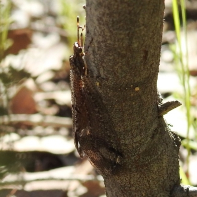 Glenoleon sp. (genus) (Antlion lacewing) at Kambah, ACT - 27 Dec 2020 by HelenCross