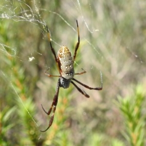 Trichonephila edulis at Kambah, ACT - 27 Dec 2020