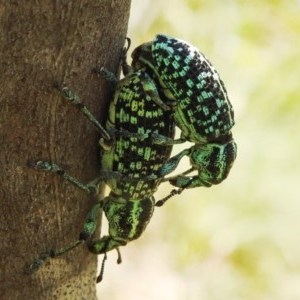 Chrysolopus spectabilis at Kambah, ACT - 27 Dec 2020