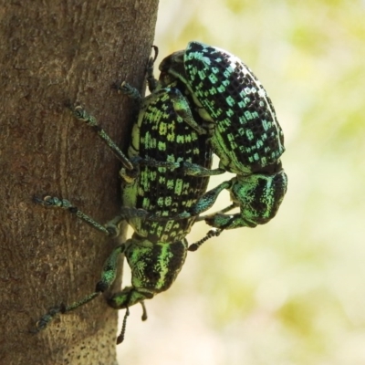 Chrysolopus spectabilis (Botany Bay Weevil) at Kambah, ACT - 27 Dec 2020 by HelenCross