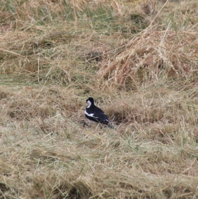 Grallina cyanoleuca (Magpie-lark) at Goulburn Wetlands - 22 Dec 2020 by Rixon