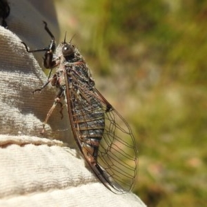 Atrapsalta furcilla at Kambah, ACT - 27 Dec 2020