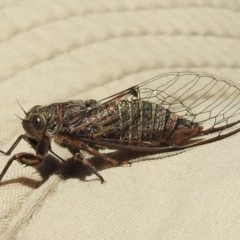 Atrapsalta furcilla at Kambah, ACT - 27 Dec 2020