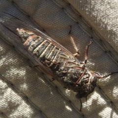 Atrapsalta furcilla at Kambah, ACT - 27 Dec 2020