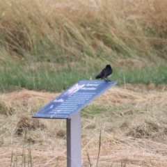 Rhipidura leucophrys (Willie Wagtail) at Goulburn, NSW - 22 Dec 2020 by Rixon