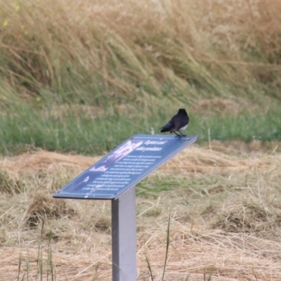 Rhipidura leucophrys (Willie Wagtail) at Goulburn Wetlands - 22 Dec 2020 by Rixon