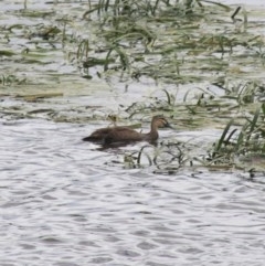 Anas superciliosa (Pacific Black Duck) at Goulburn Wetlands - 22 Dec 2020 by Rixon