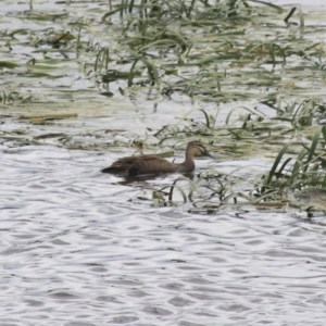 Anas superciliosa at Goulburn, NSW - 22 Dec 2020