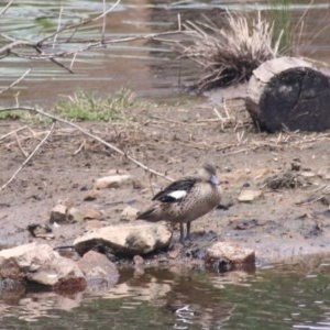 Anas gracilis at Goulburn, NSW - 22 Dec 2020 01:32 PM