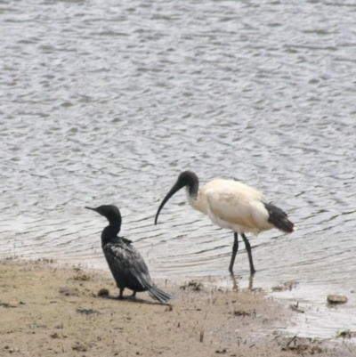 Phalacrocorax sulcirostris (Little Black Cormorant) at Goulburn Wetlands - 22 Dec 2020 by Rixon