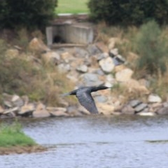 Phalacrocorax sulcirostris at Goulburn, NSW - 22 Dec 2020 01:22 PM