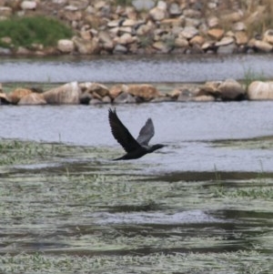 Phalacrocorax sulcirostris at Goulburn, NSW - 22 Dec 2020