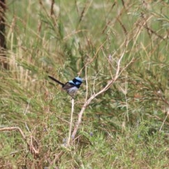 Malurus cyaneus (Superb Fairywren) at Goulburn, NSW - 22 Dec 2020 by Rixon