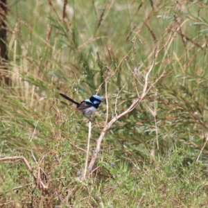 Malurus cyaneus at Goulburn, NSW - 22 Dec 2020