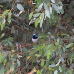 Malurus cyaneus at Goulburn, NSW - 22 Dec 2020