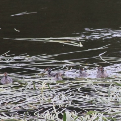 Tachybaptus novaehollandiae (Australasian Grebe) at Goulburn, NSW - 22 Dec 2020 by Rixon