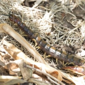 Cormocephalus aurantiipes at Higgins, ACT - 27 Dec 2020 12:39 PM