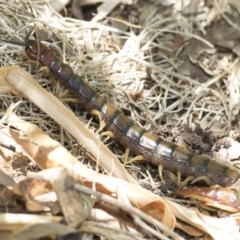Cormocephalus aurantiipes (Orange-legged Centipede) at Higgins, ACT - 27 Dec 2020 by AlisonMilton