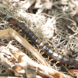 Cormocephalus aurantiipes at Higgins, ACT - 27 Dec 2020 12:39 PM