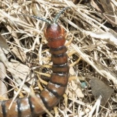 Cormocephalus aurantiipes at Higgins, ACT - 27 Dec 2020 12:39 PM