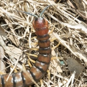 Cormocephalus aurantiipes at Higgins, ACT - 27 Dec 2020 12:39 PM