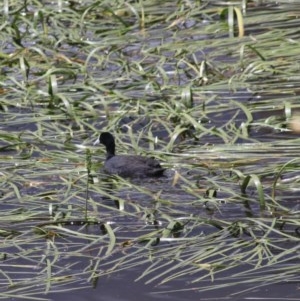 Fulica atra at Goulburn, NSW - 22 Dec 2020