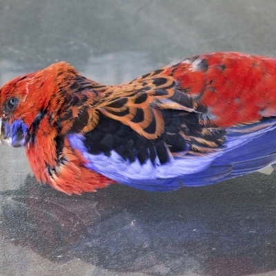 Platycercus elegans (Crimson Rosella) at Higgins, ACT - 26 Dec 2020 by Alison Milton