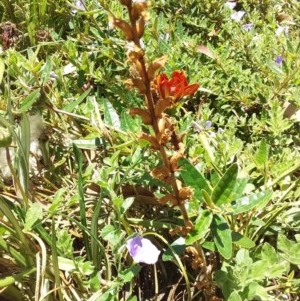 Orobanche minor at Kambah, ACT - suppressed