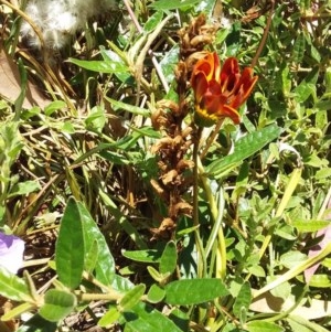 Orobanche minor at Kambah, ACT - suppressed