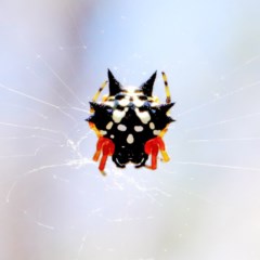 Austracantha minax (Christmas Spider, Jewel Spider) at O'Connor, ACT - 27 Dec 2020 by ConBoekel